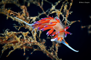 MG12-Nudibranchi.png