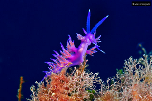 MG13-Nudibranchi.png