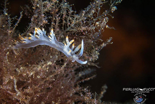 PT10-Nudibranchi.png