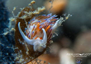 PT14-Nudibranchi.png