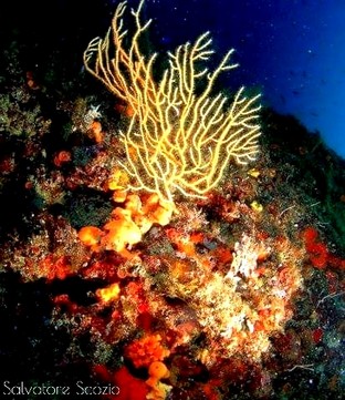 SS03-Gorgonia-Eunicella-cavolini.jpeg