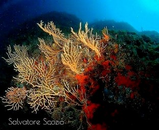 SS11-Gorgonia-Eunicella-cavolini.jpeg