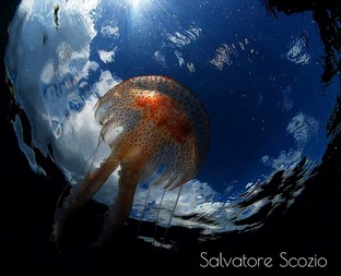 SS15-Pelagia-noctiluca.jpeg