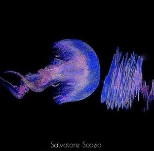 SS17-Pelagia-noctiluca.jpeg