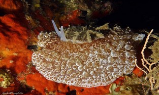 AA01-Umbaculum mediter.jpeg