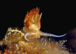 AA21-Dondice banyulensis.jpeg